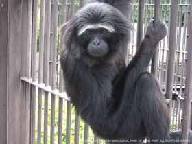 霊長目 サルのなかま 一覧 動物図鑑 動物紹介 動物情報 愛媛県立とべ動物園