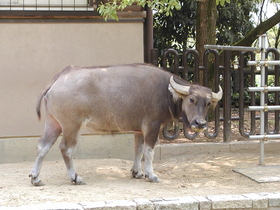 アジアスイギュウ