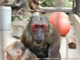 ベニガオザル 動物図鑑 動物紹介 動物情報 愛媛県立とべ動物園