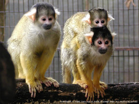 ボリビアリスザル 動物図鑑 動物紹介 動物情報 愛媛県立とべ動物園