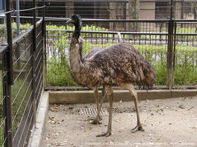 エミュー 動物図鑑 動物紹介 動物情報 愛媛県立とべ動物園