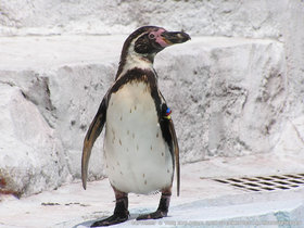 フンボルトペンギン 動物図鑑 動物紹介 動物情報 愛媛県立とべ動物園