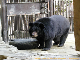 ヒマラヤグマ