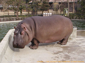 カバ 動物図鑑 動物紹介 動物情報 愛媛県立とべ動物園