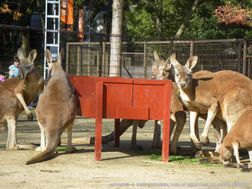 アカカンガルー