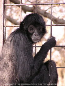 霊長目 サルのなかま 一覧 動物図鑑 動物紹介 動物情報 愛媛県立とべ動物園