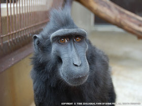 霊長目 サルのなかま 一覧 動物図鑑 動物紹介 動物情報 愛媛県立とべ動物園