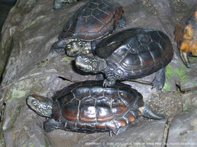 クサガメ 動物図鑑 動物紹介 動物情報 愛媛県立とべ動物園