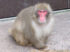 ニホンザル 動物図鑑 動物紹介 動物情報 愛媛県立とべ動物園