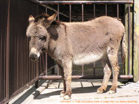 ロバ 動物図鑑 動物紹介 動物情報 愛媛県立とべ動物園