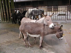 ロバ 動物図鑑 動物紹介 動物情報 愛媛県立とべ動物園 ロバ 動物図鑑 動物紹介 動物情報 愛媛県立とべ動物園