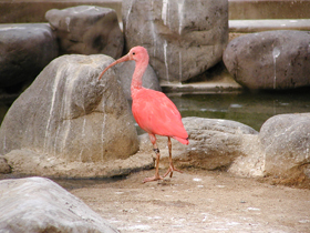 ショウジョウトキ