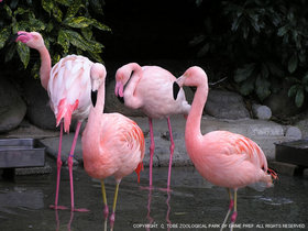 チリーフラミンゴ 動物図鑑 動物紹介 動物情報 愛媛県立とべ動物園