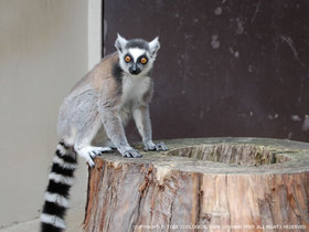 ワオキツネザル 動物図鑑 動物紹介 動物情報 愛媛県立とべ動物園