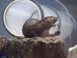 World Otter Dayイベント