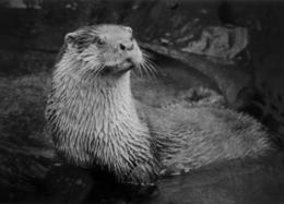 World Otter Dayイベント