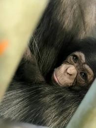 チンパンジーの赤ちゃん　命名式