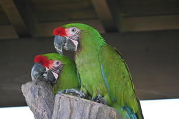 オウムインコデーイベント①