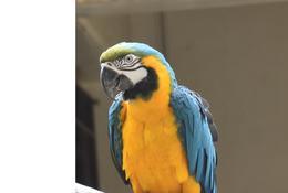 オウムインコデーイベント③