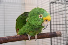 オウムインコデーイベント②