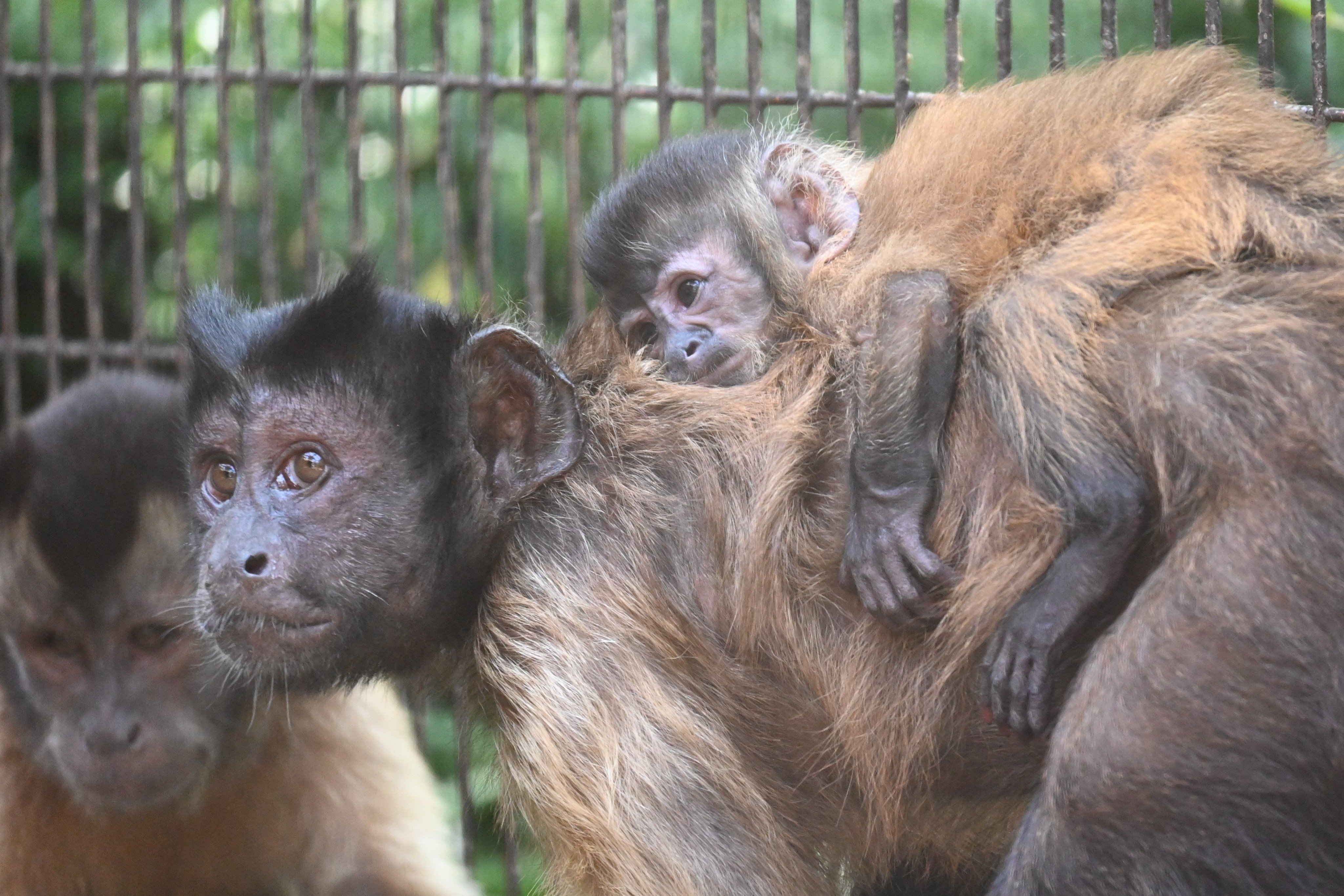 動物愛護に関する標語コンクール