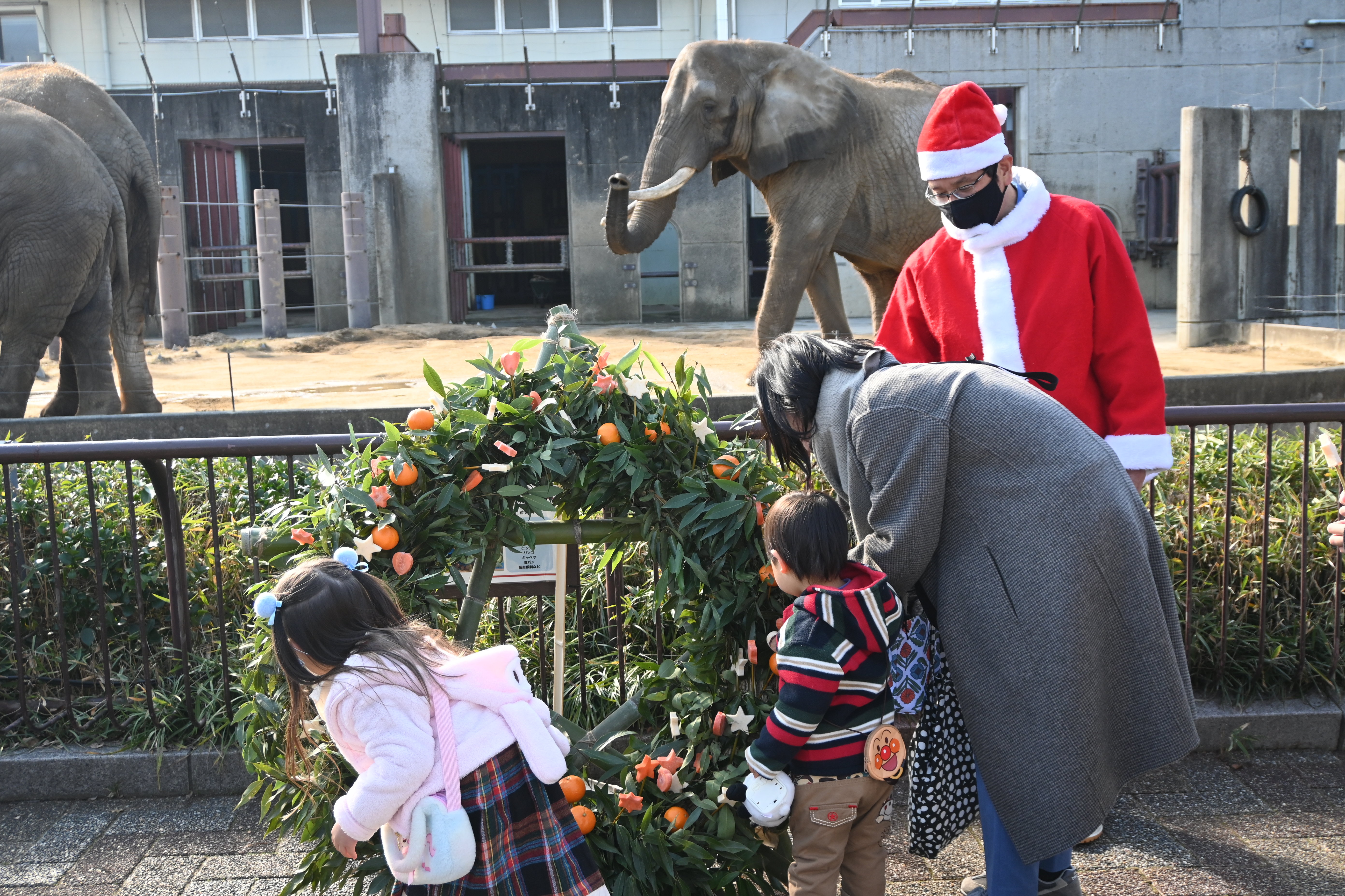 アフリカゾウへクリスマスリースのプレゼント