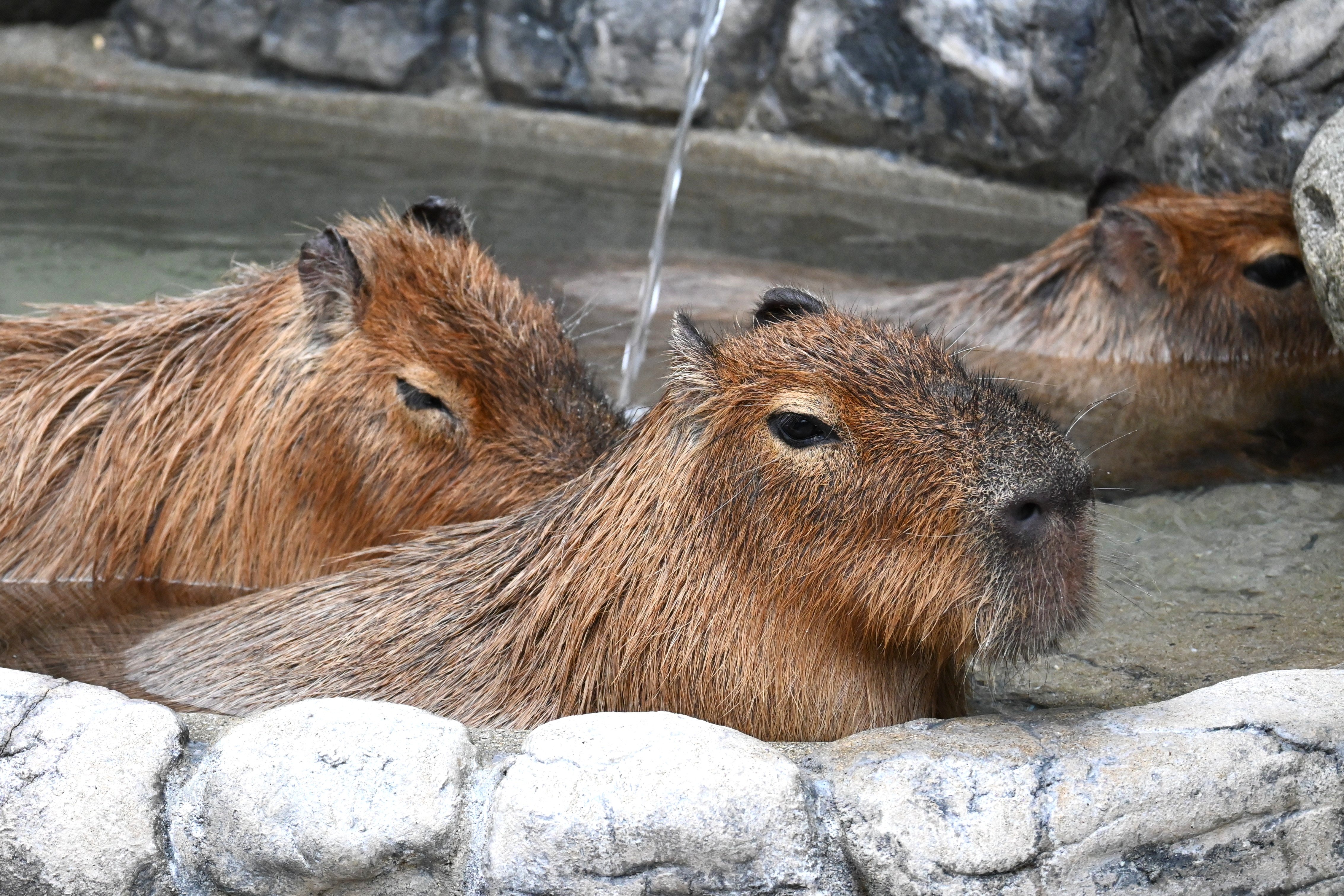 カピバラの打たせ湯
