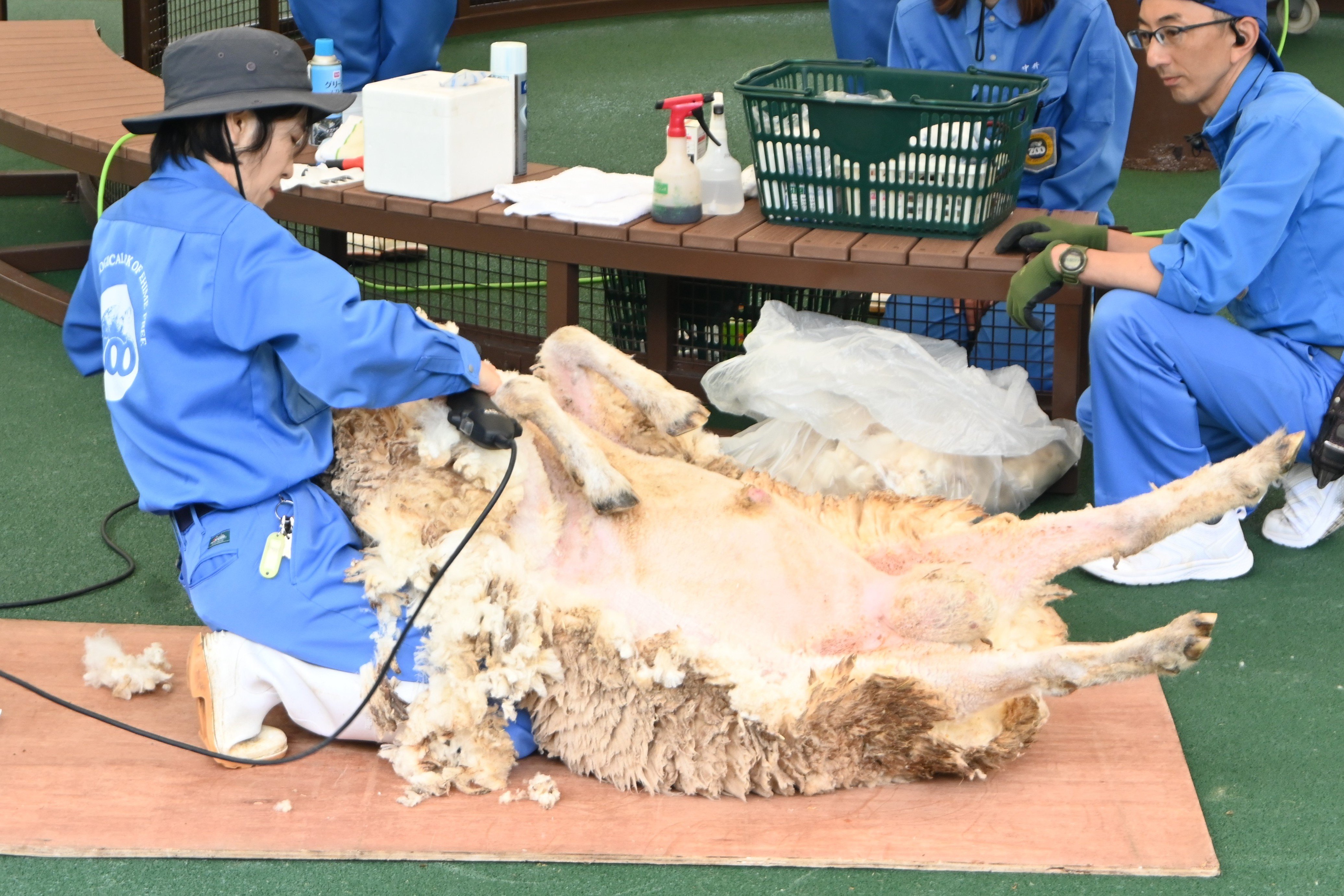 ヒツジの毛刈り