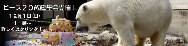 とべ動物園ピース２０歳誕生会