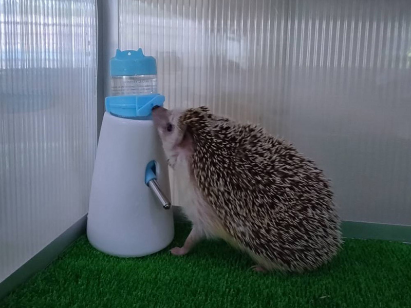 給水器(ヨツユビハリネズミ)