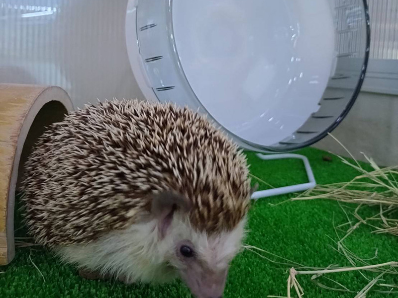 回し車(ヨツユビハリネズミ)