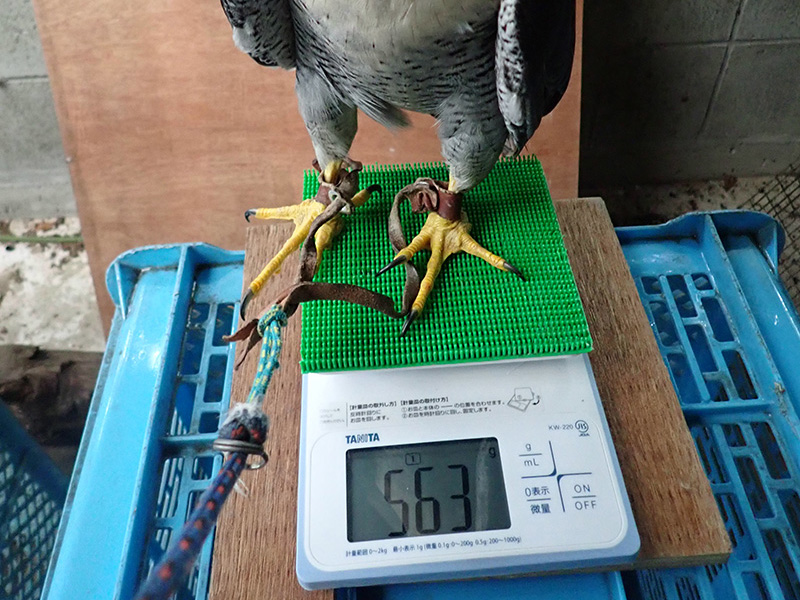 デジタルスケール(動物病院)
