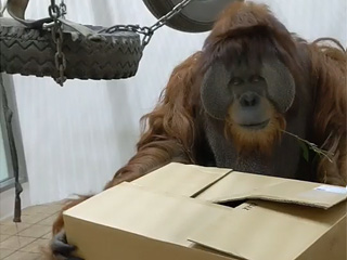 Amazon(スマトラオランウータン)