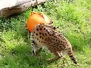 ブイ(サーバル)
