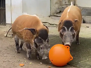 ブイ(アカカワイノシシ