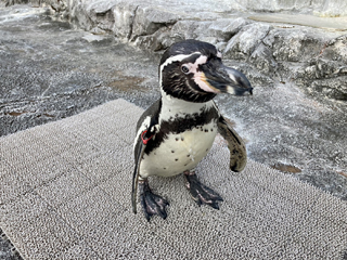 人工芝(フンボルトペンギン)