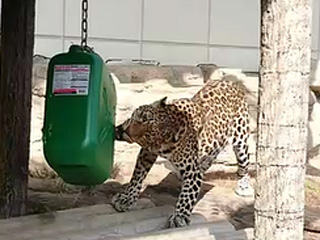 ポリタンク(ヒョウ)