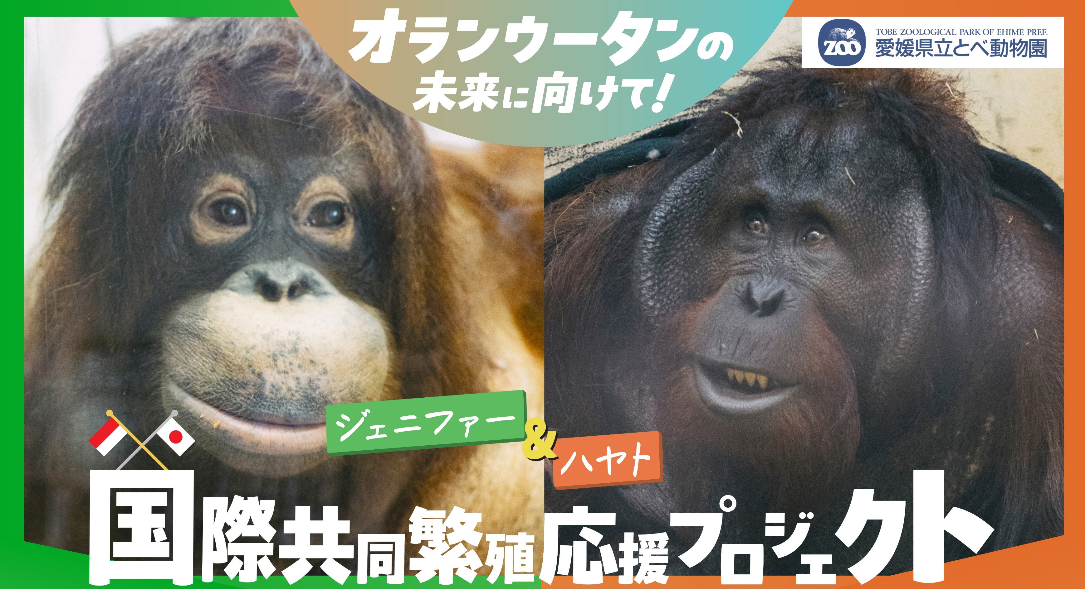 フラミンゴ
