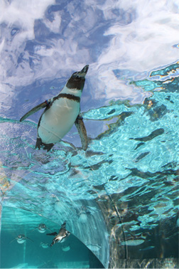 まさしく水中を飛ぶペンギン