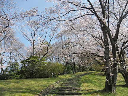 桜（3月下旬）