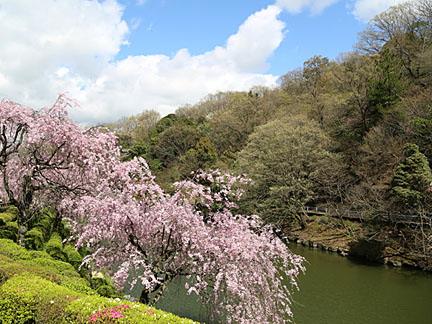 枝垂れ桜（4月上旬）