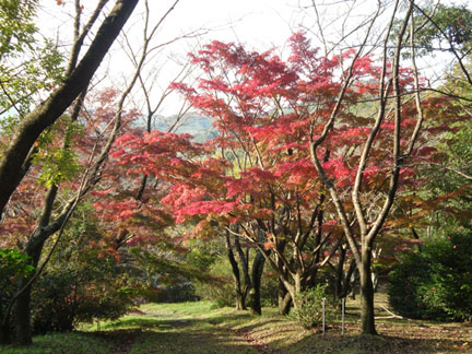 紅葉（11月下旬から12月上旬）