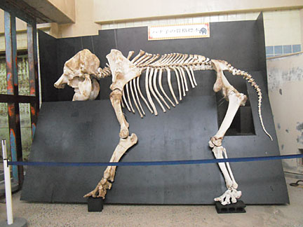 インドゾウハナ子の骨格標本