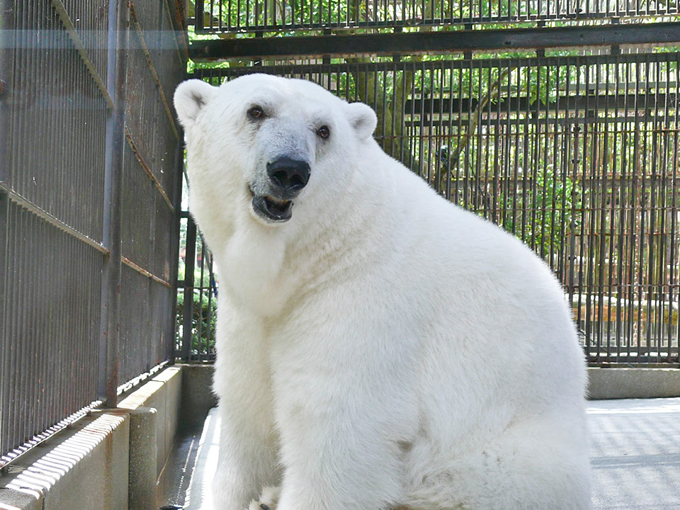 しろくまピース ピース 愛媛県立とべ動物園