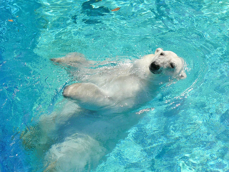 しろくまピース ピース 愛媛県立とべ動物園