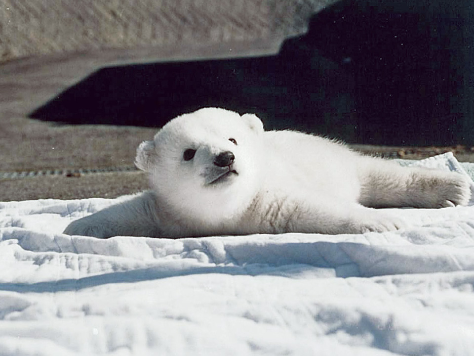 しろくまピース ピース 愛媛県立とべ動物園