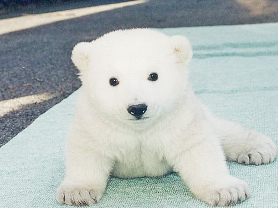 しろくまピース ピース 愛媛県立とべ動物園