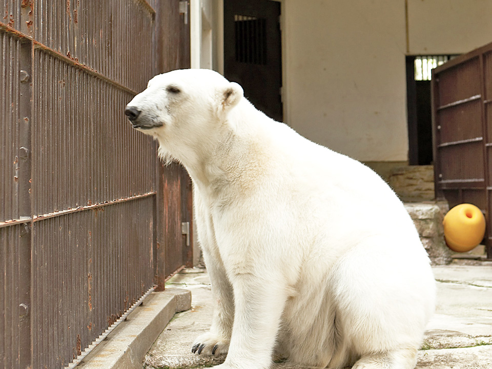 しろくまピース ピース 愛媛県立とべ動物園