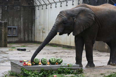 4，砥愛食べています.JPG