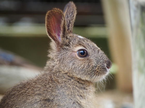 ウサギはウサギでも キーパー飼育日記 動物情報 動物紹介 愛媛県立とべ動物園